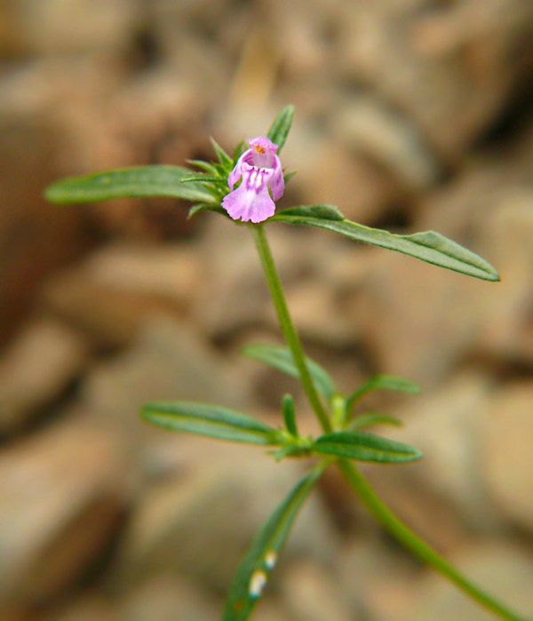 Poziewnik wąskolistny Galeopsis angustifolia