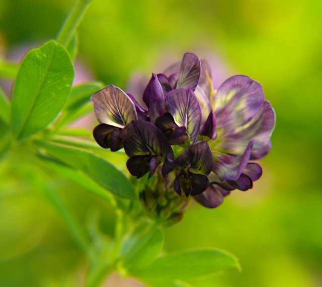 lucerna mieszańcowa