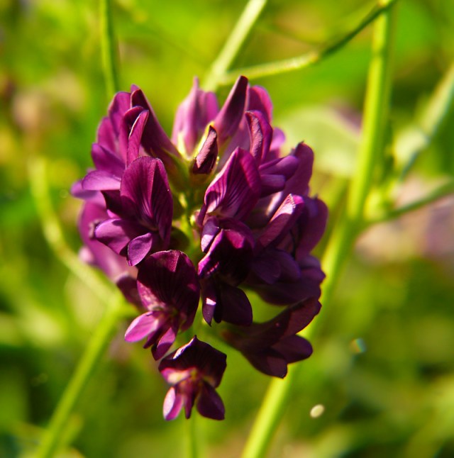 lucerna mieszańcowa