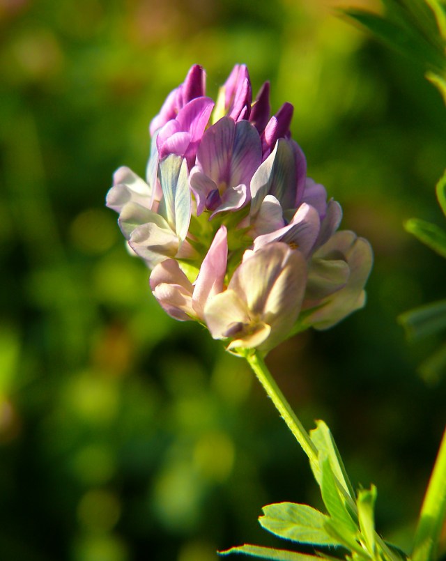 lucerna mieszańcowa