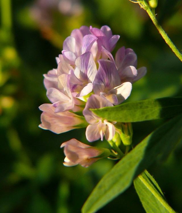 lucerna mieszańcowa