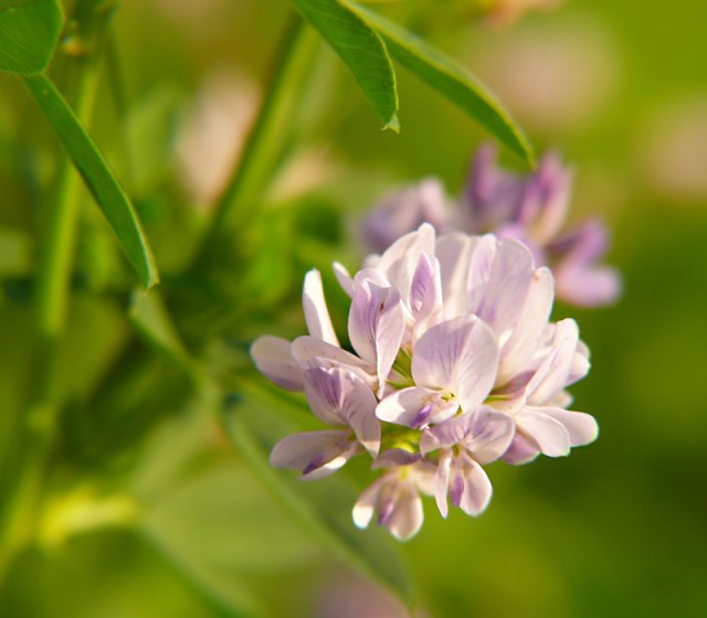 lucerna mieszańcowa