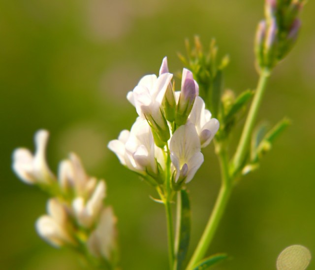 lucerna mieszańcowa