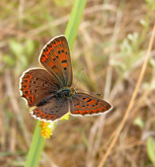 Czerwończyk uroczek Lycaena tityrus