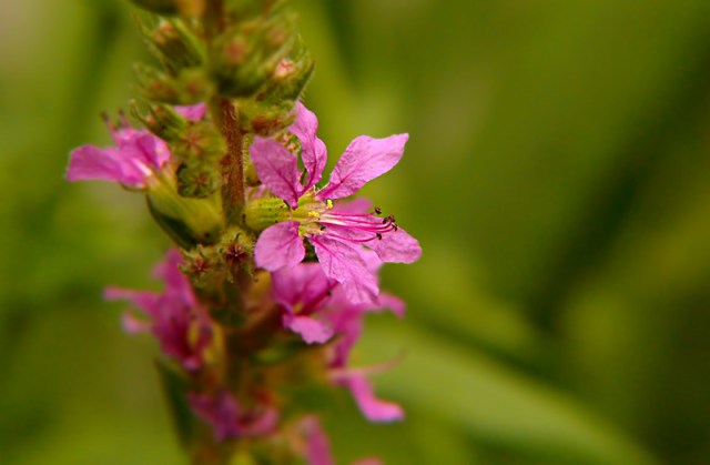 Krwawnica pospolita Lythrum salicaria