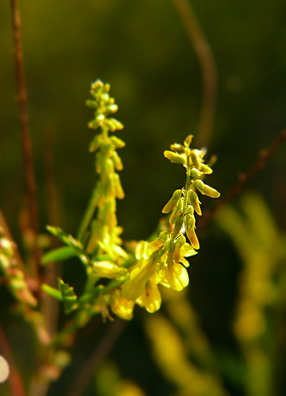 nostrzyk żółty Melilotus officinalis