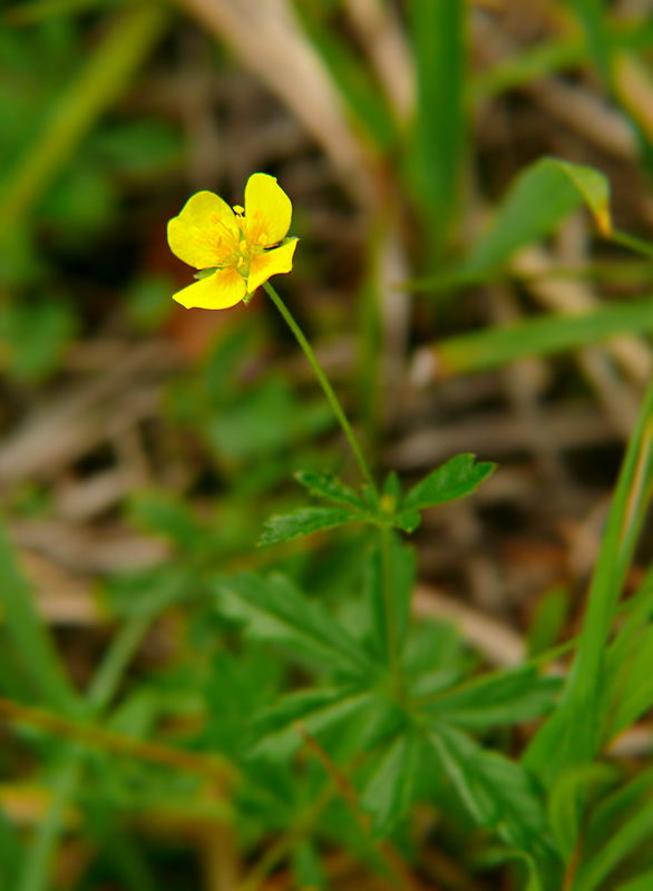 Pięciornik kurze ziele Potentilla erecta