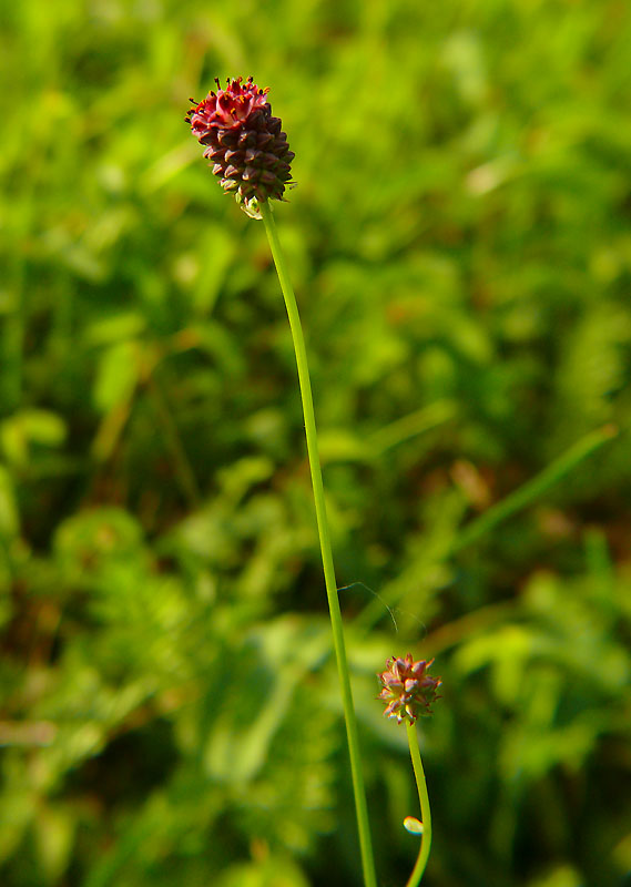 Krwiściąg lekarski Sanguisorba officinalis