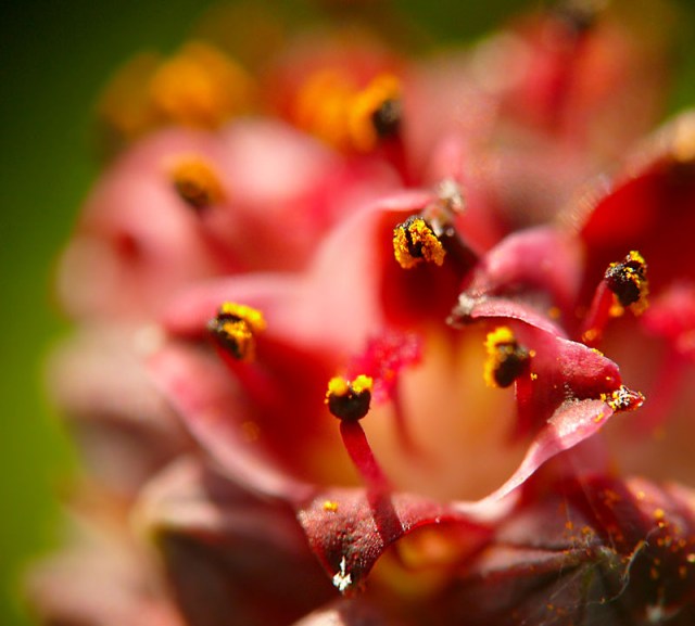Krwiściąg lekarski Sanguisorba officinalis
