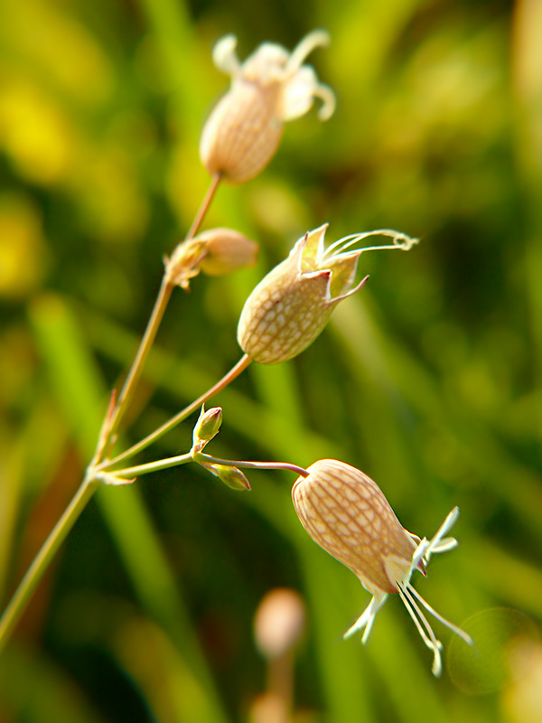 Lepnica rozdęta Silene vulgaris