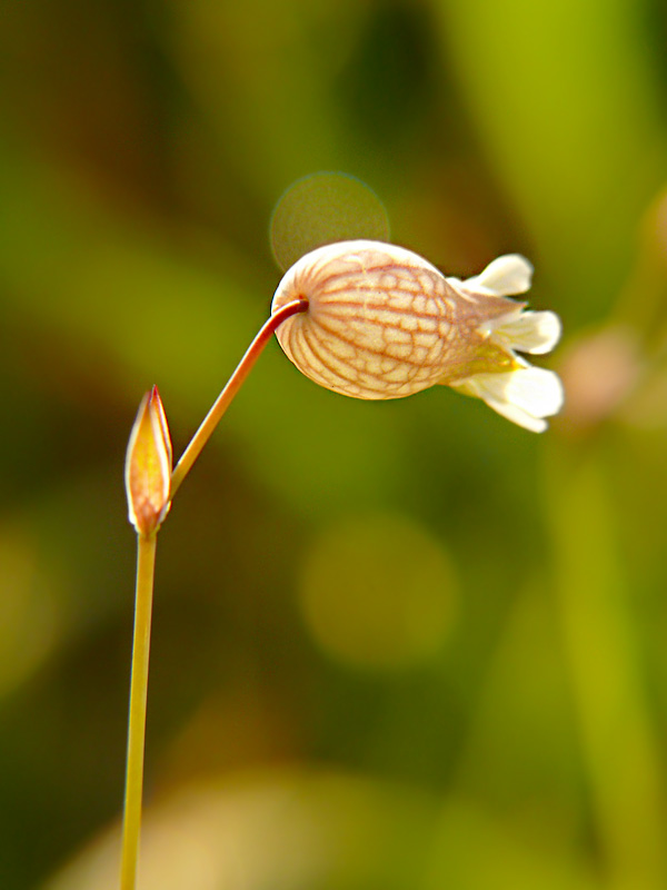 Lepnica rozdęta Silene vulgaris