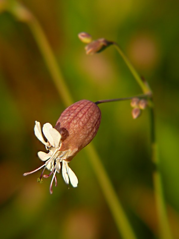 Lepnica rozdęta Silene vulgaris