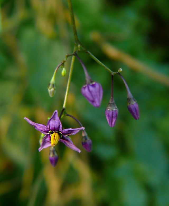 Psianka słodkogórz Solanum dulcamara