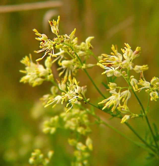 Rutewka żółta Thalictrum flavum