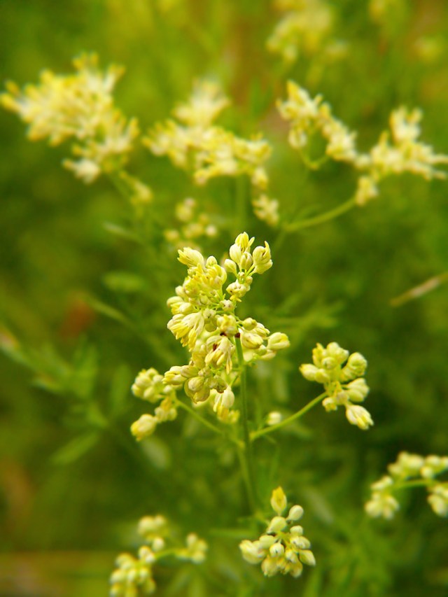 Rutewka żółta Thalictrum flavum