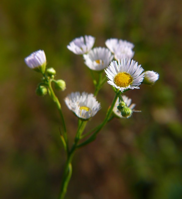 Przymiotno białe Erigeron annuus