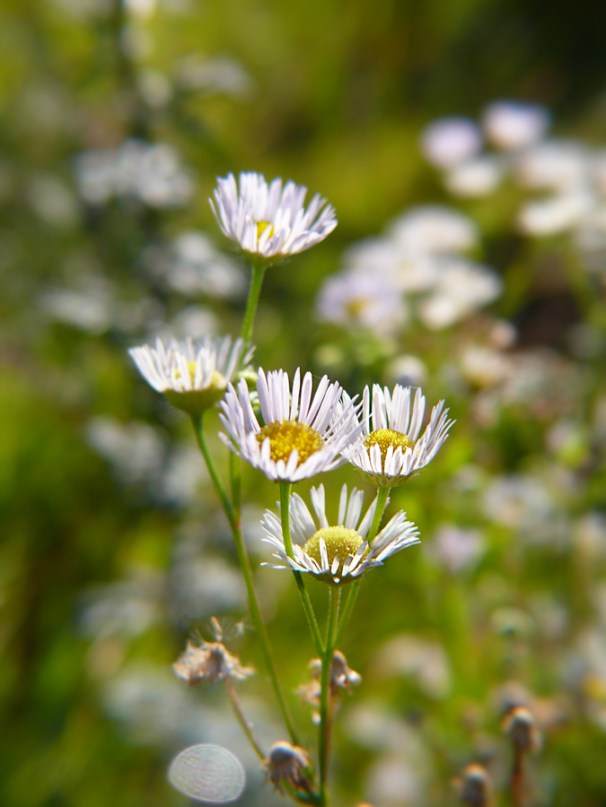 Przymiotno białe Erigeron annuus