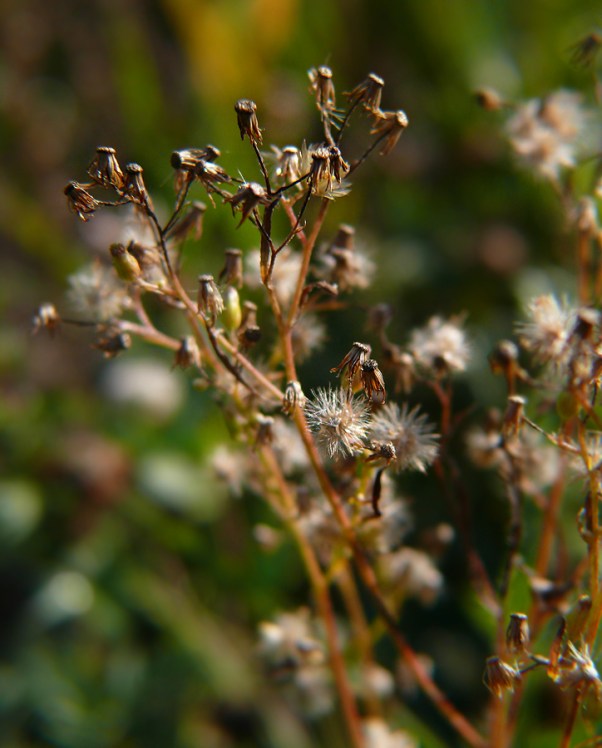 Przymiotno białe Erigeron annuus