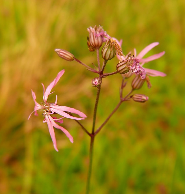 Firletka poszarpana Lychnis flos-cuculi