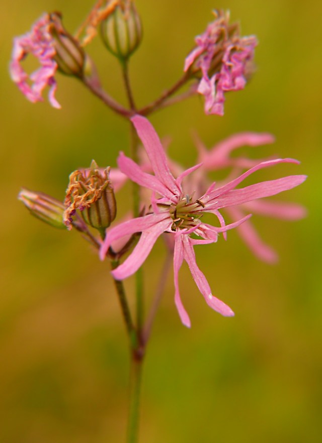 Firletka poszarpana Lychnis flos-cuculi