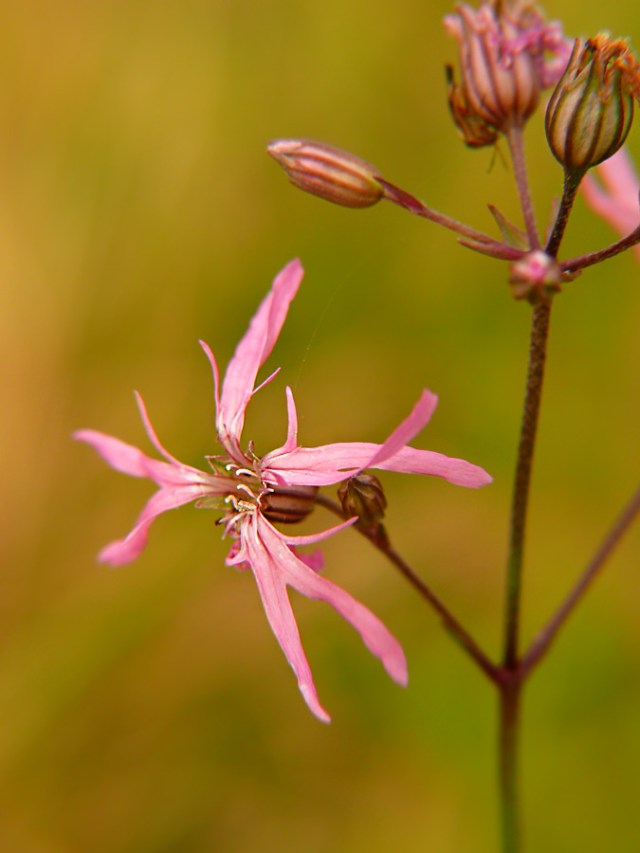 Firletka poszarpana Lychnis flos-cuculi