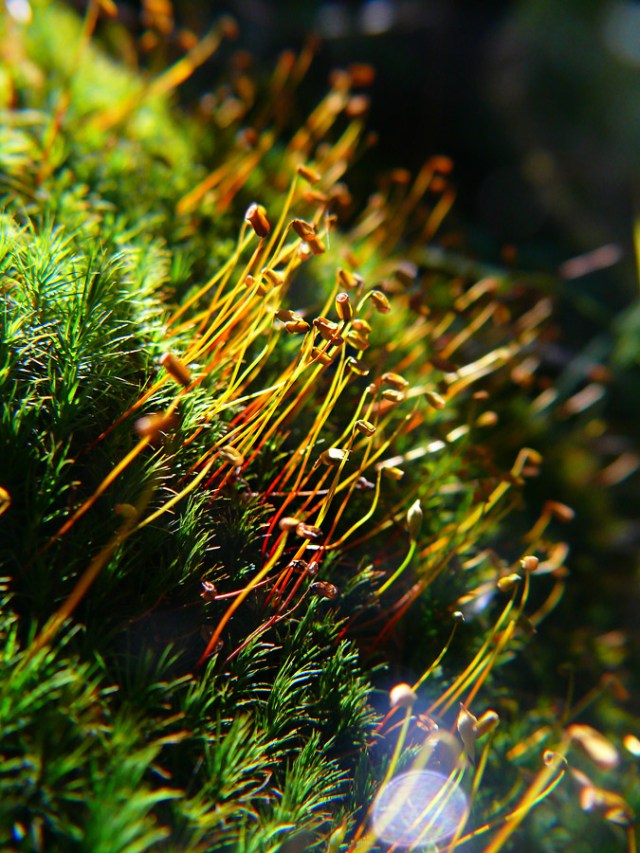 Płonnik pospolity Polytrichum commune