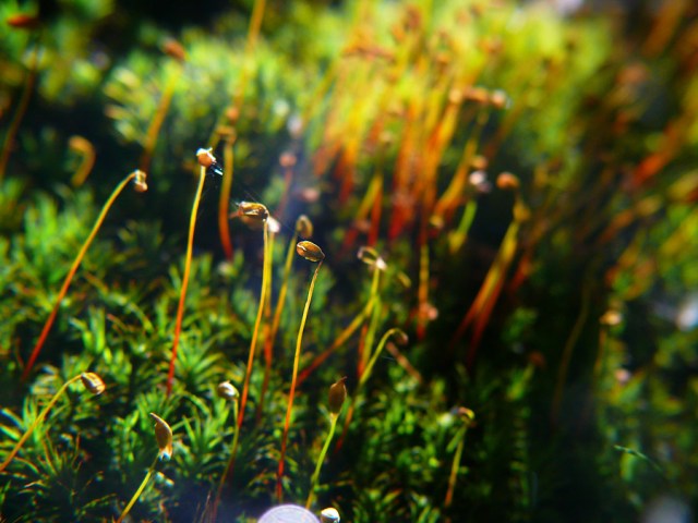 Płonnik pospolity Polytrichum commune