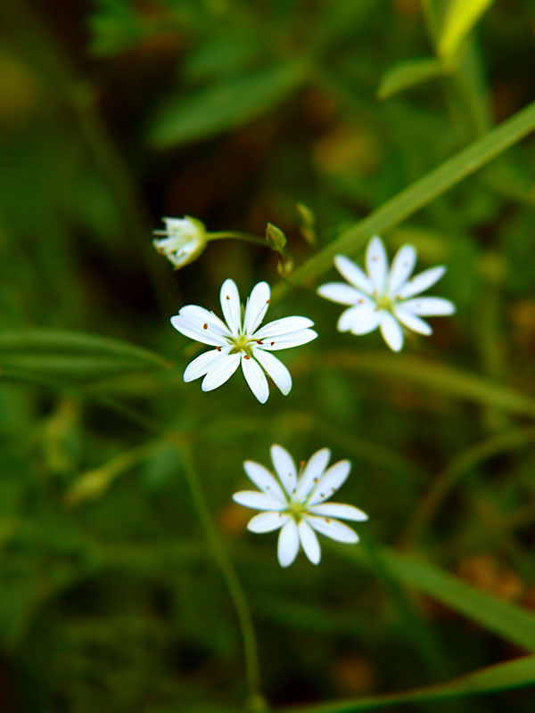 Gwiazdnica trawiasta Stellaria graminea