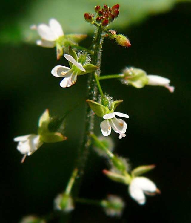 Czartawa pospolita Circaea lutetiana