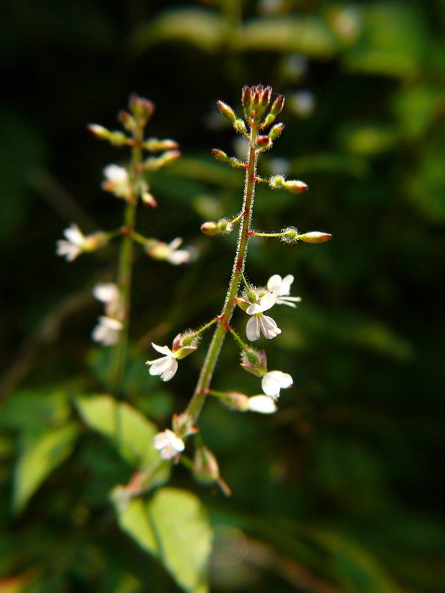 Czartawa pospolita Circaea lutetiana
