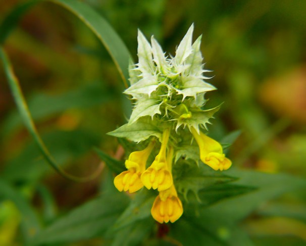 Melampyrum nemorosum Pszeniec gajowy