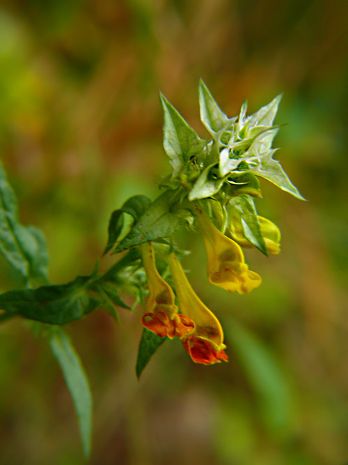 Melampyrum nemorosum Pszeniec gajowy