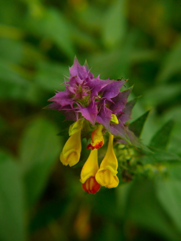 Melampyrum nemorosum Pszeniec gajowy