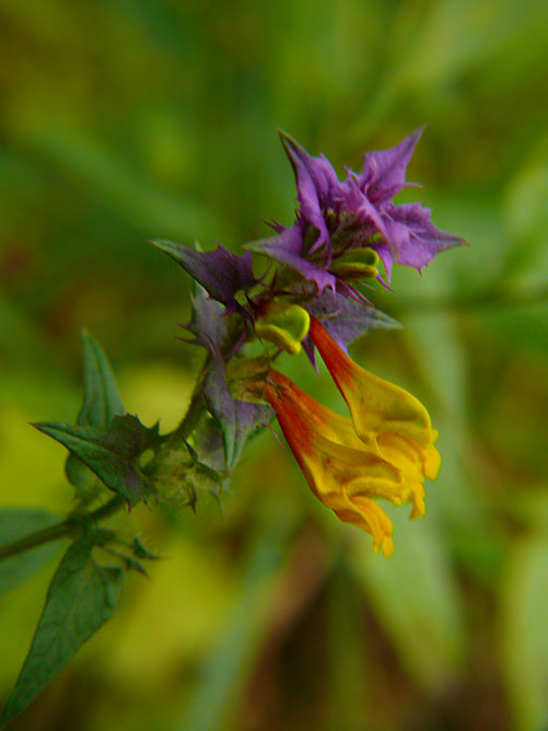 Melampyrum nemorosum Pszeniec gajowy