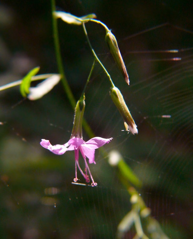 Przenęt purpurowy Prenanthes purpurea