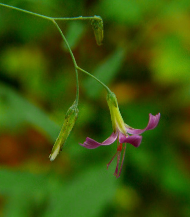Przenęt purpurowy Prenanthes purpurea