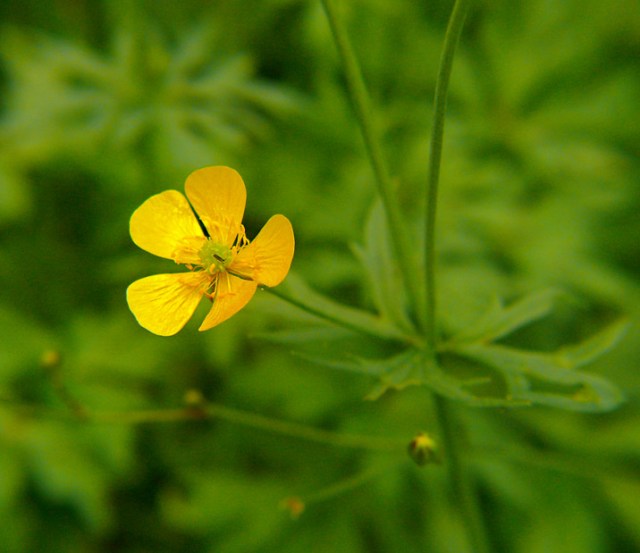 Jaskier ostry Ranunculus acris