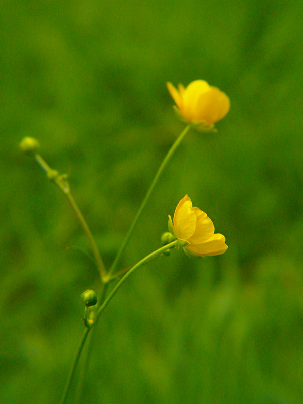Jaskier ostry Ranunculus acris