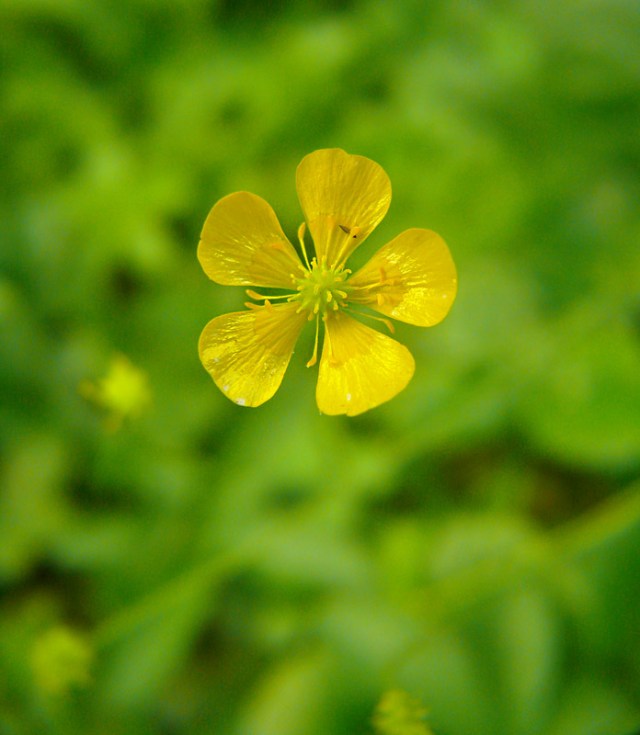 Jaskier ostry Ranunculus acris