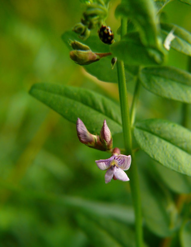 Wyka płotowa Vicia sepium