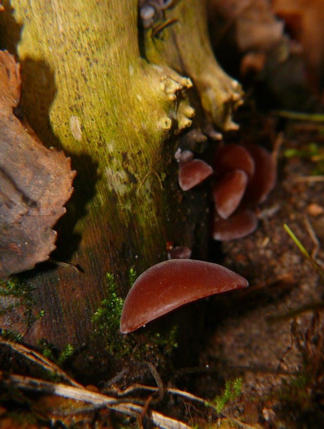 Ucho bzowe Aricularia aricula-judae