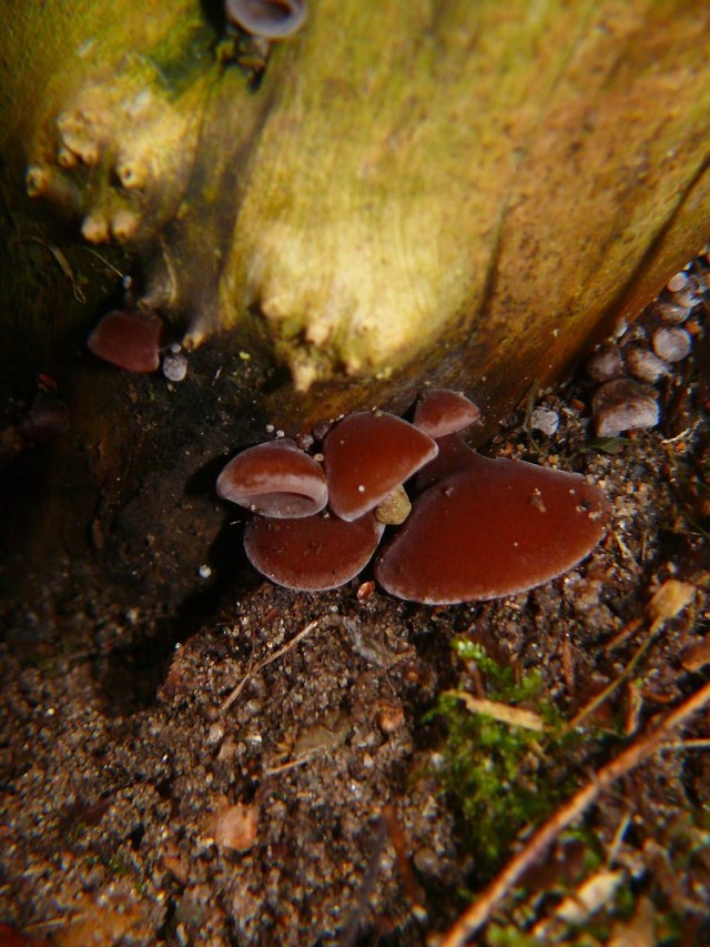 Ucho bzowe Aricularia aricula-judae