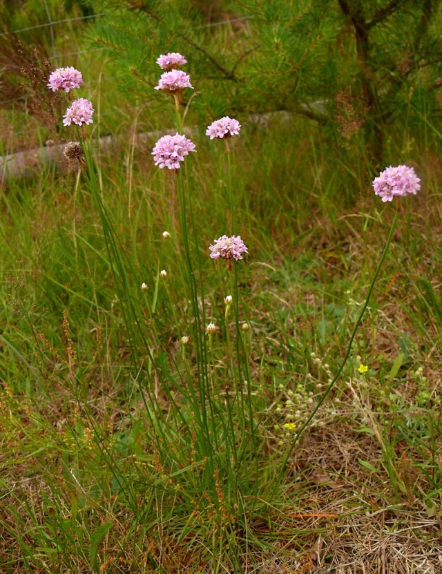 Zawciąg nadmorski Armeria maritima