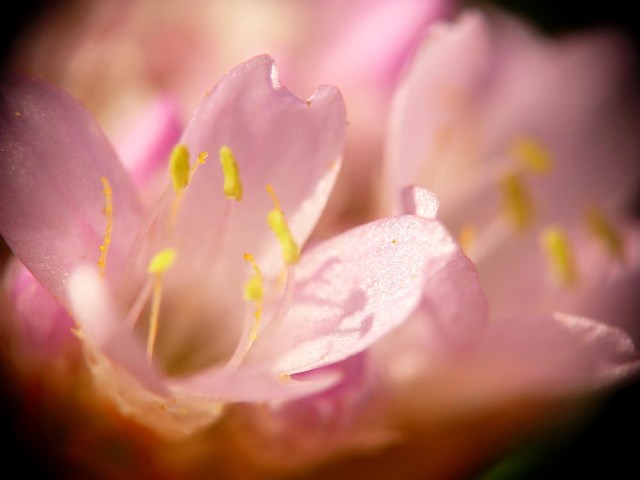 Zawciąg nadmorski Armeria maritima