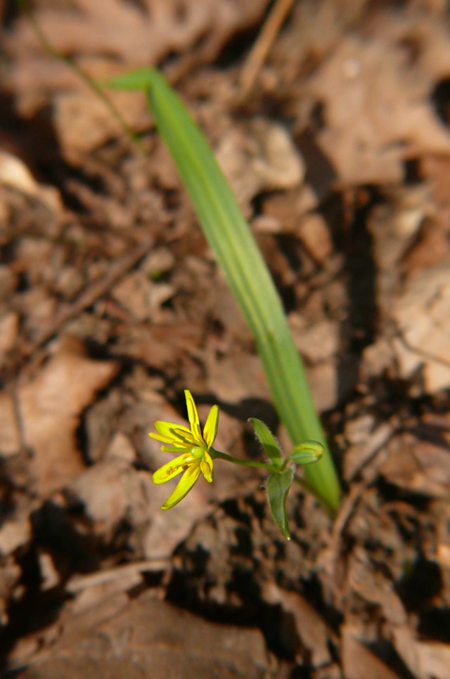 Złoć żółta Gagea lutea