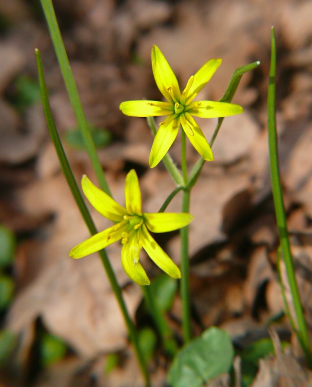 Złoć żółta Gagea lutea