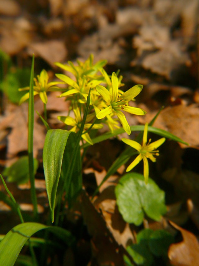 Złoć żółta Gagea lutea