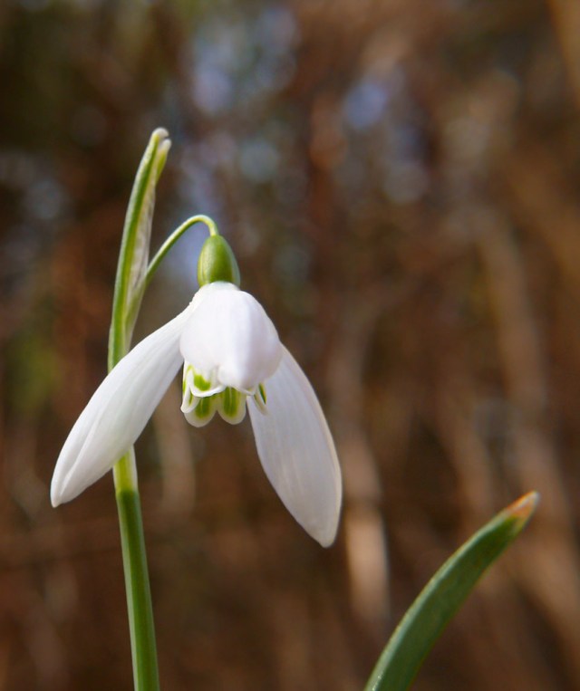 Galanthus nivalis śnieżyczka przebiśnieg