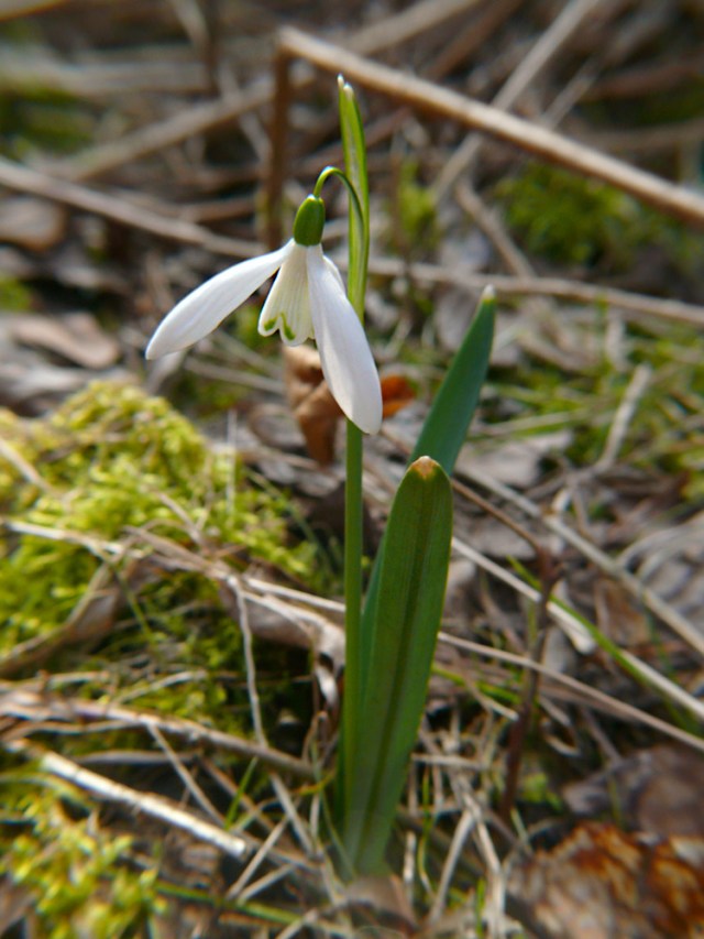Galanthus nivalis śnieżyczka przebiśnieg