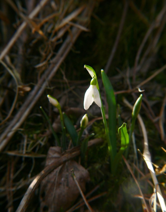 Galanthus nivalis śnieżyczka przebiśnieg